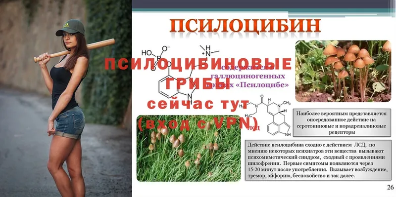 Галлюциногенные грибы Psilocybine cubensis  Дмитровск 